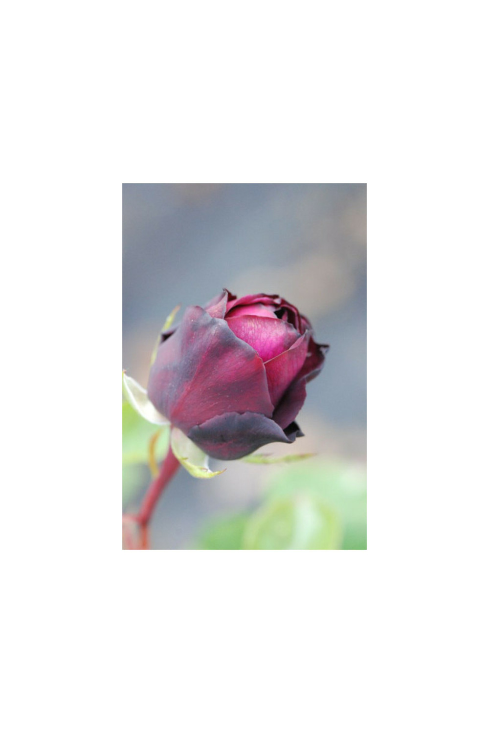 Rosier parfuma 'madame de montespan' ? - 4l