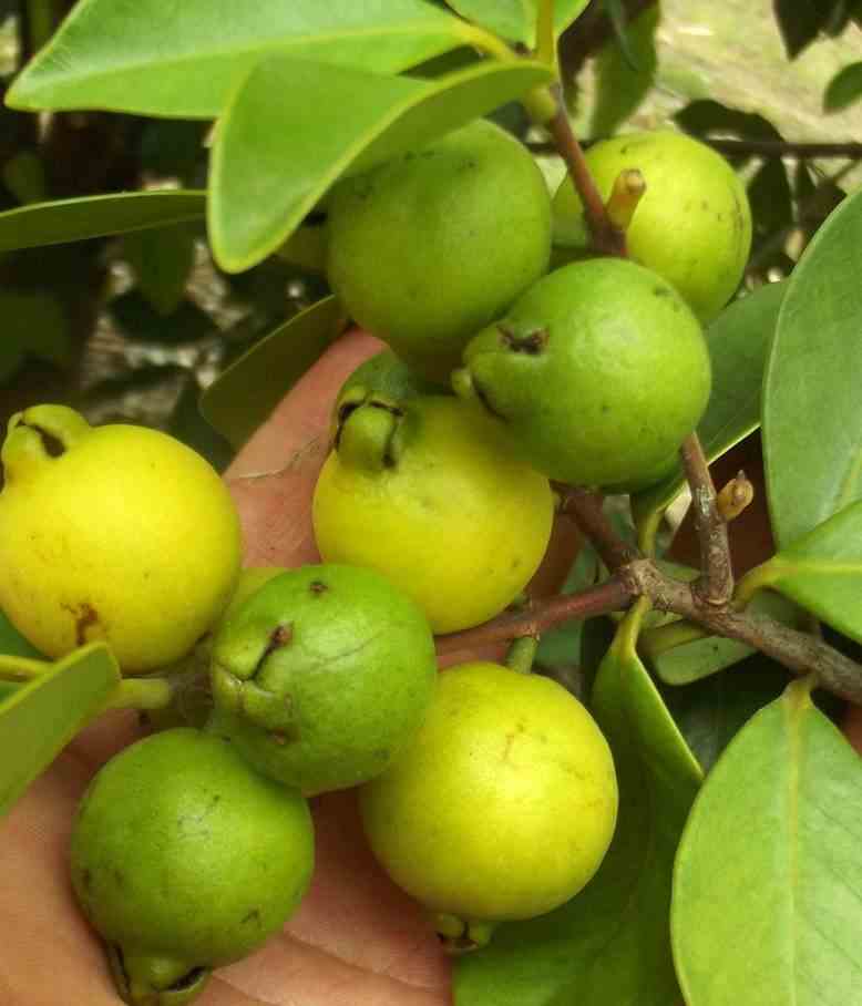 Goyave psidium guajava 