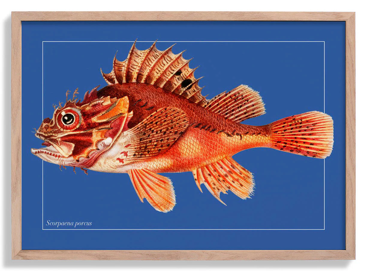 Punk-Fisch