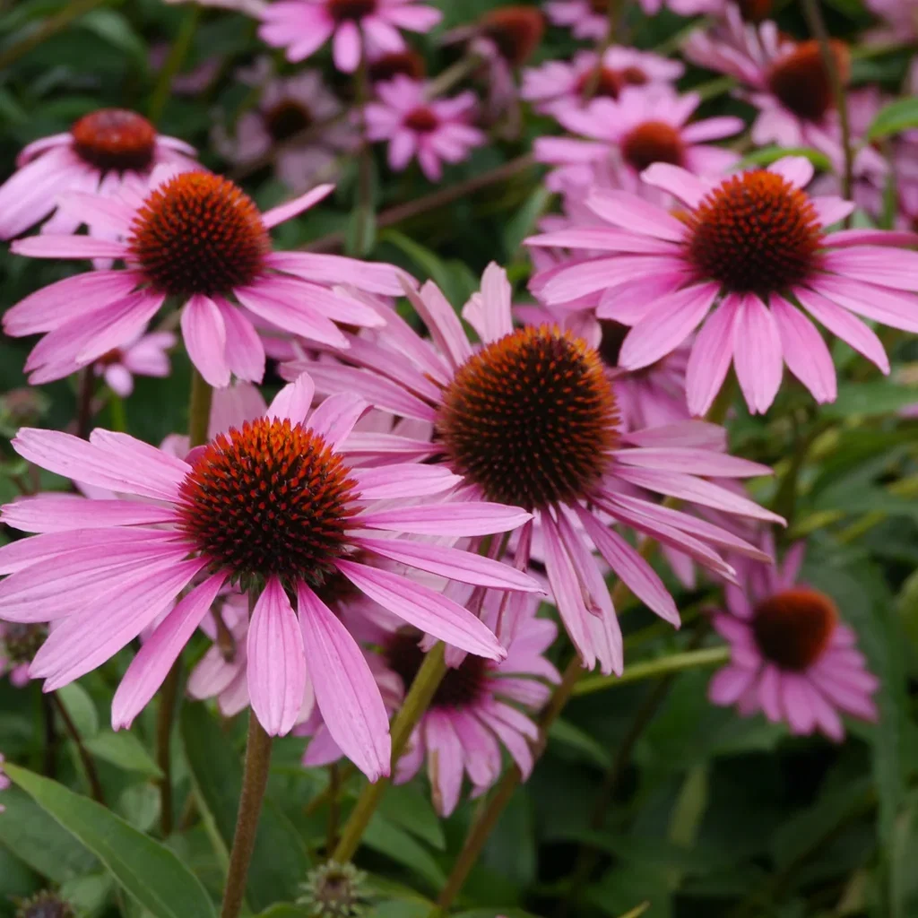Echinacea purp. 'Magnus' Purpursolhatt  'Magnus' Ø11 cm