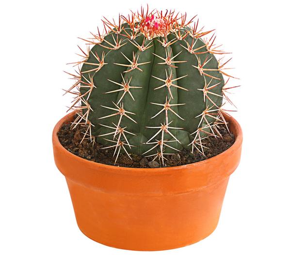 Ferokaktus - Ferocactus stainesii