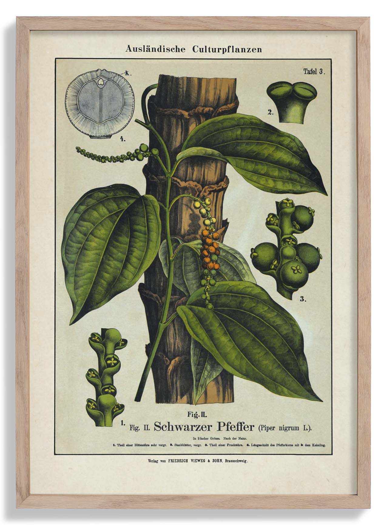 Schwarzer Pfeffer