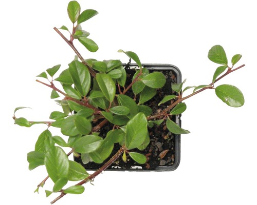 Kruipende Cotoneaster dammeri 'Coral Beauty' FloraSelf H 10-15 cm Ø 9 cm pot