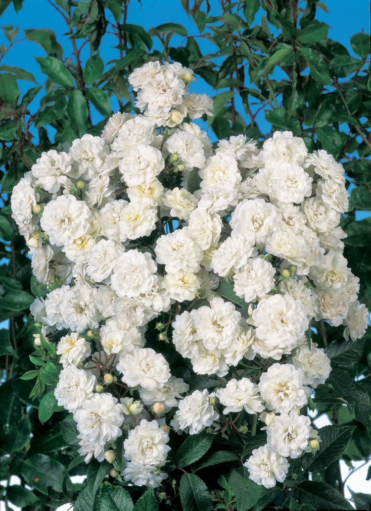 Klimroos (Rosa 'Guirlande D'Amour') D 23 H 70 cm
