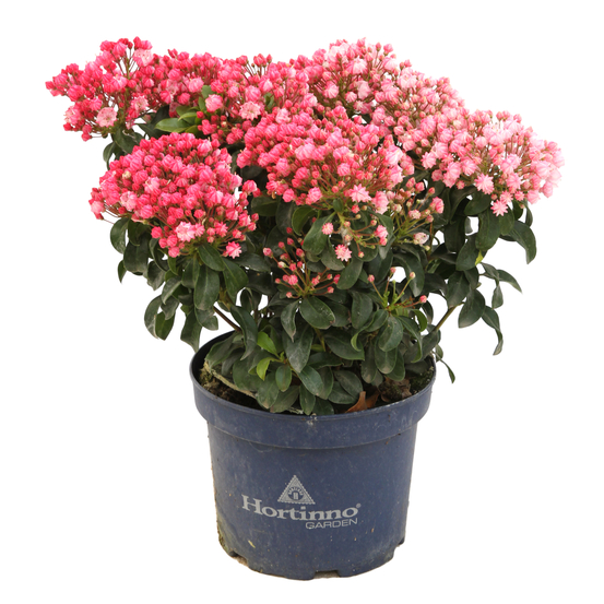 Kalmia latifolia:pot 3L