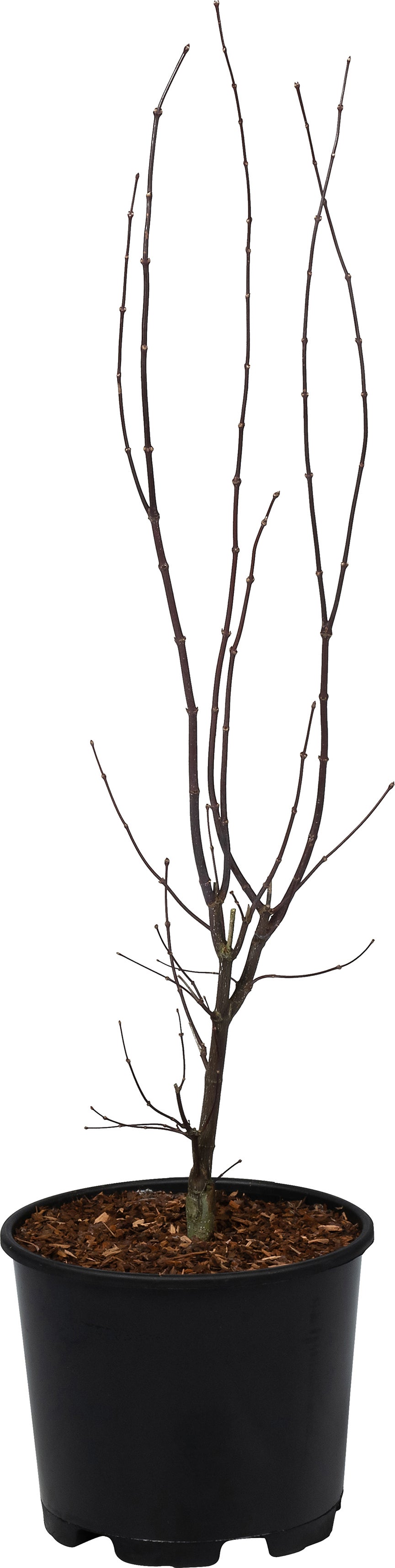 Japanse Esdoorn (Acer palmatum 'Bloodgood') D 32 H 100 cm