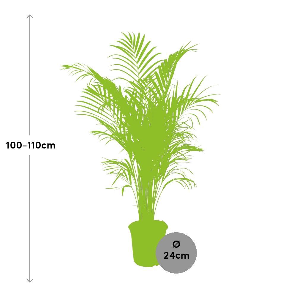 Plante d'intérieur - dypsis lutescens 110.0cm