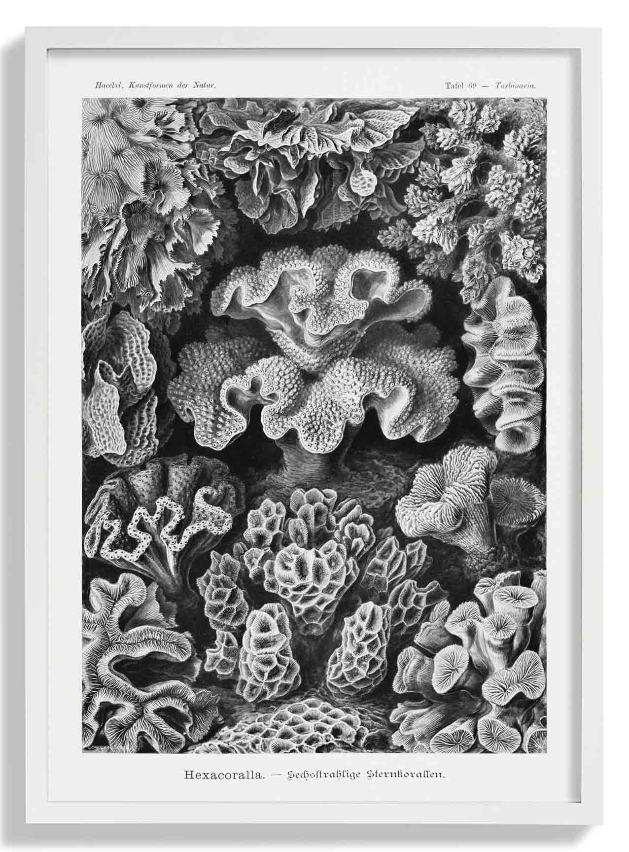Hexacoralla I von Ernst Haeckel