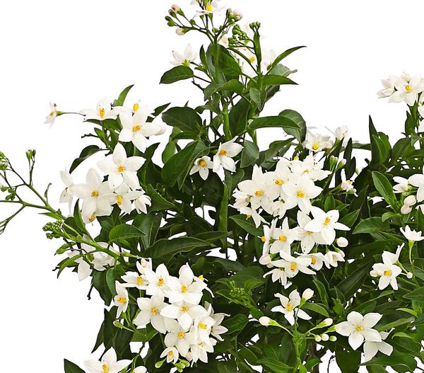 Jasminblütiger Nachtschatten