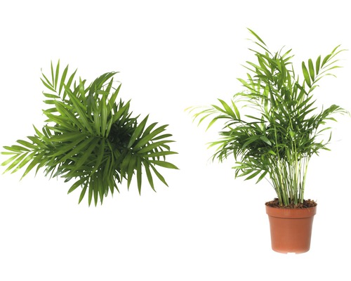 Bergpalm FloraSelf Chamaedorea elegans H 45-55 cm Ø 12 cm pot