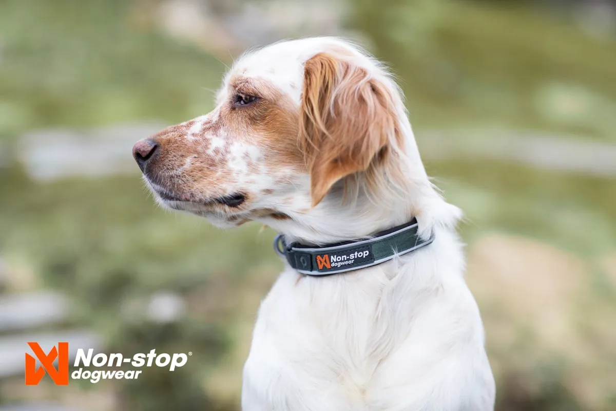 Non-stop Dogwear Roam Collar Orange