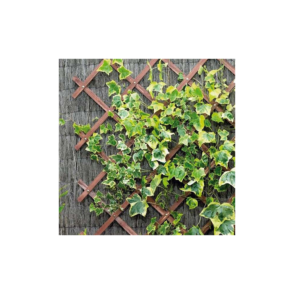 Panneau treillis en bois 30 x 180 cm