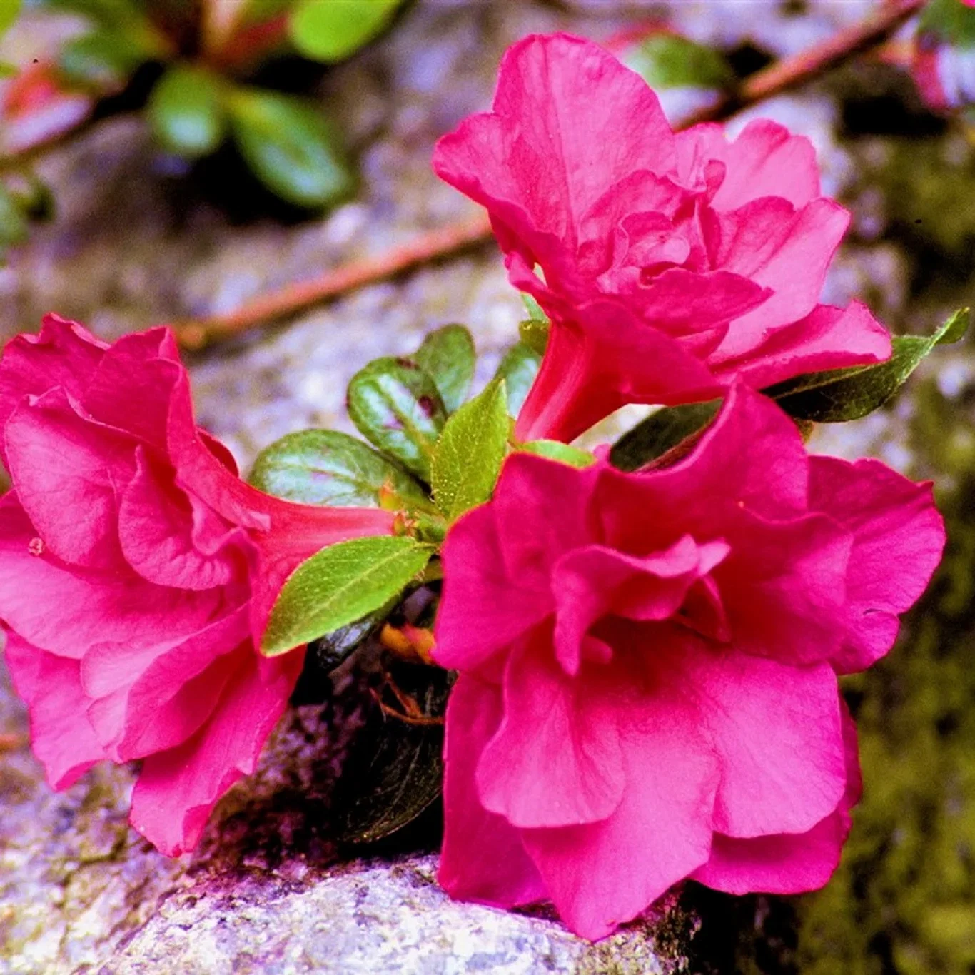 Rhododendron (Japanska Azalea-Group) 'Maruschka' Japanasalea 'Maruschka' Ø17 cm