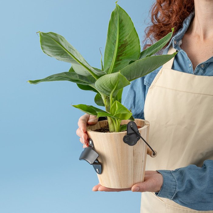 Musa plant (incl. pot met bieropener)