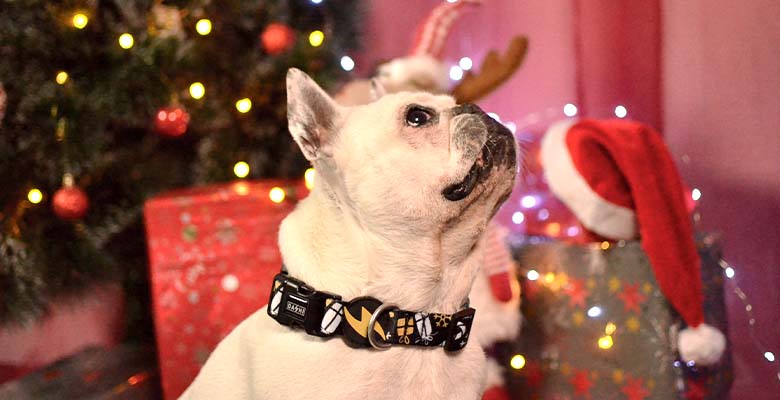 Coleira para cães Dashi Spark multicolorida em poliéster