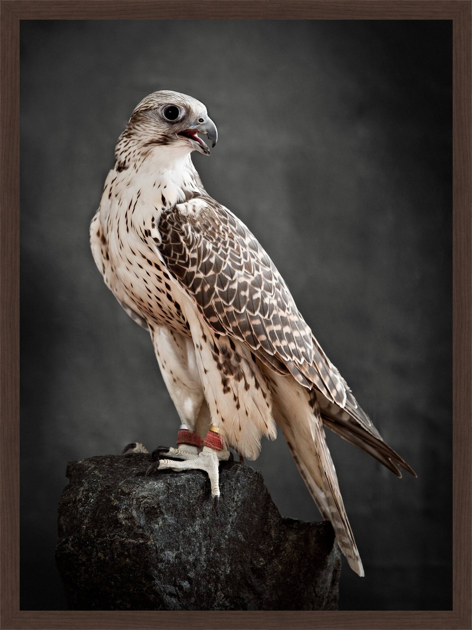 Saker Hunting Falcon II by Tariq Dajani - Limited Edition. Edition of: 100. Signed.