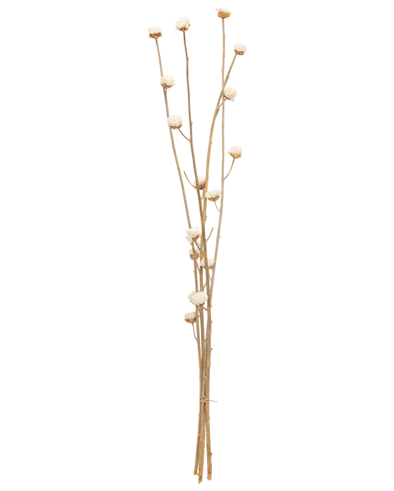 Tørret softwood blomster - assorterede varianter
