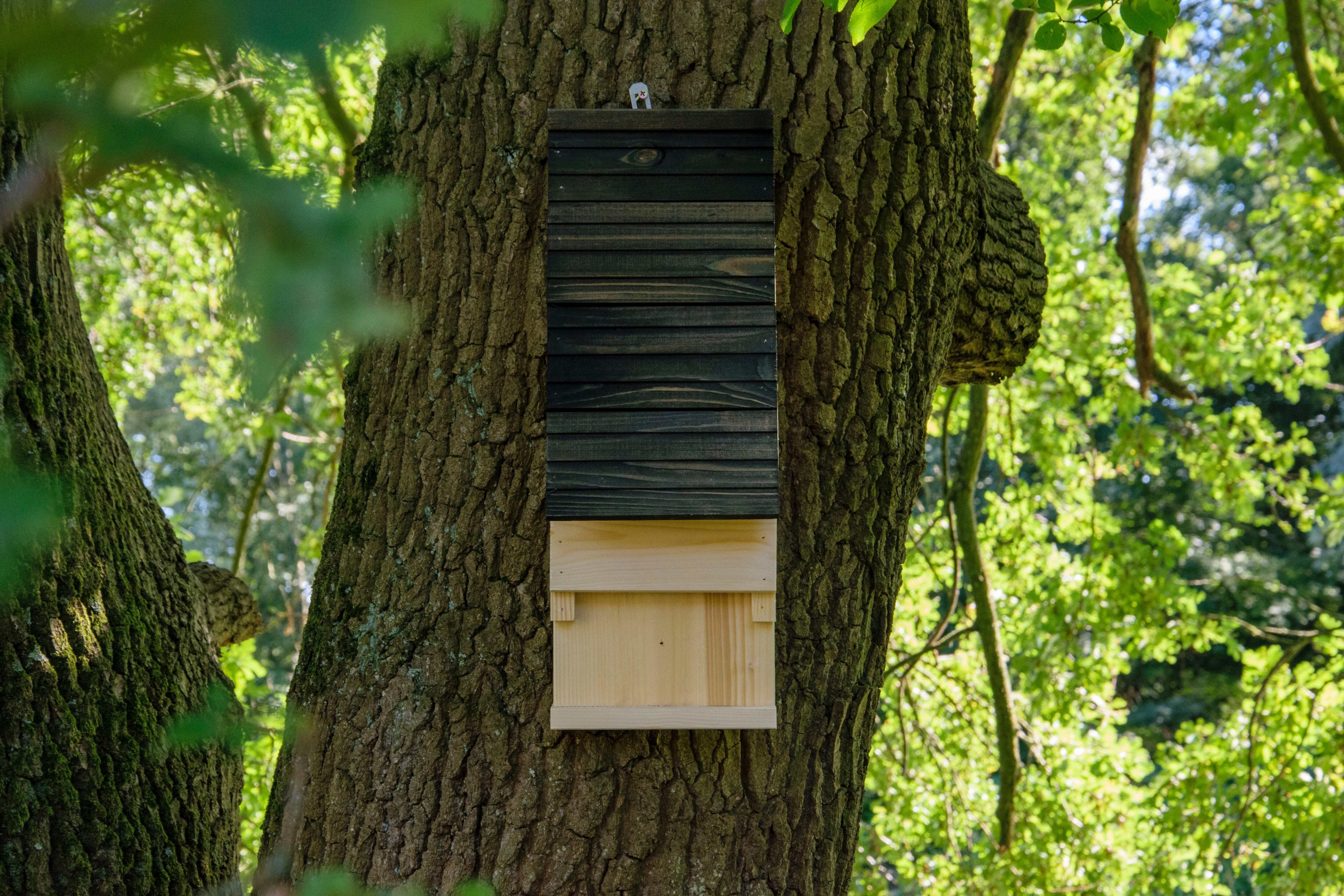 Fledermauskasten mit Belüftungsschlitzen, Nisthilfe zum Aufhängen