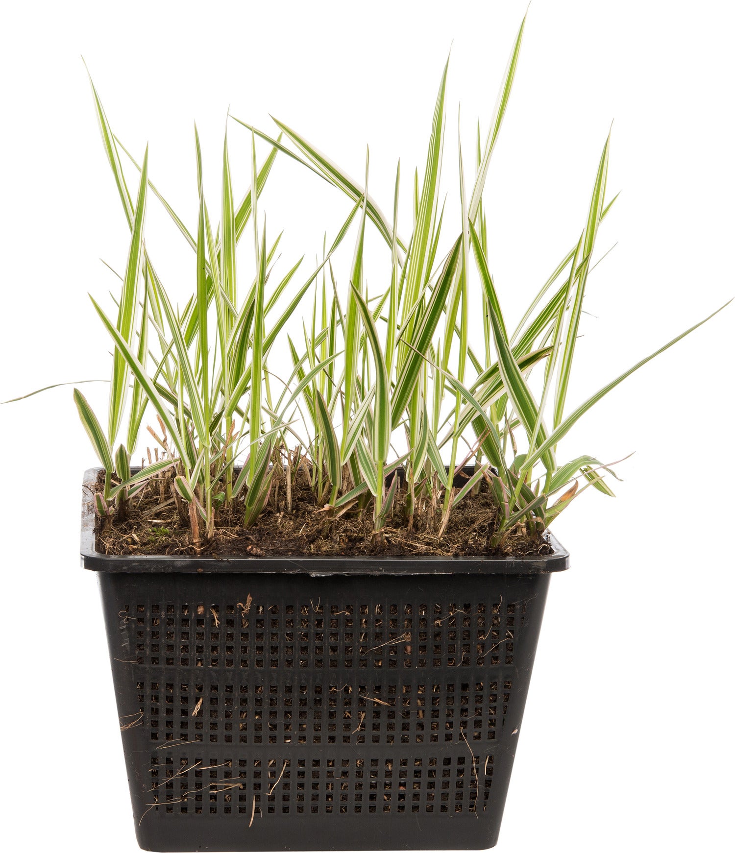 Kanariegras (Phalaris arundinacea 'Picta') D 18 H 30 cm