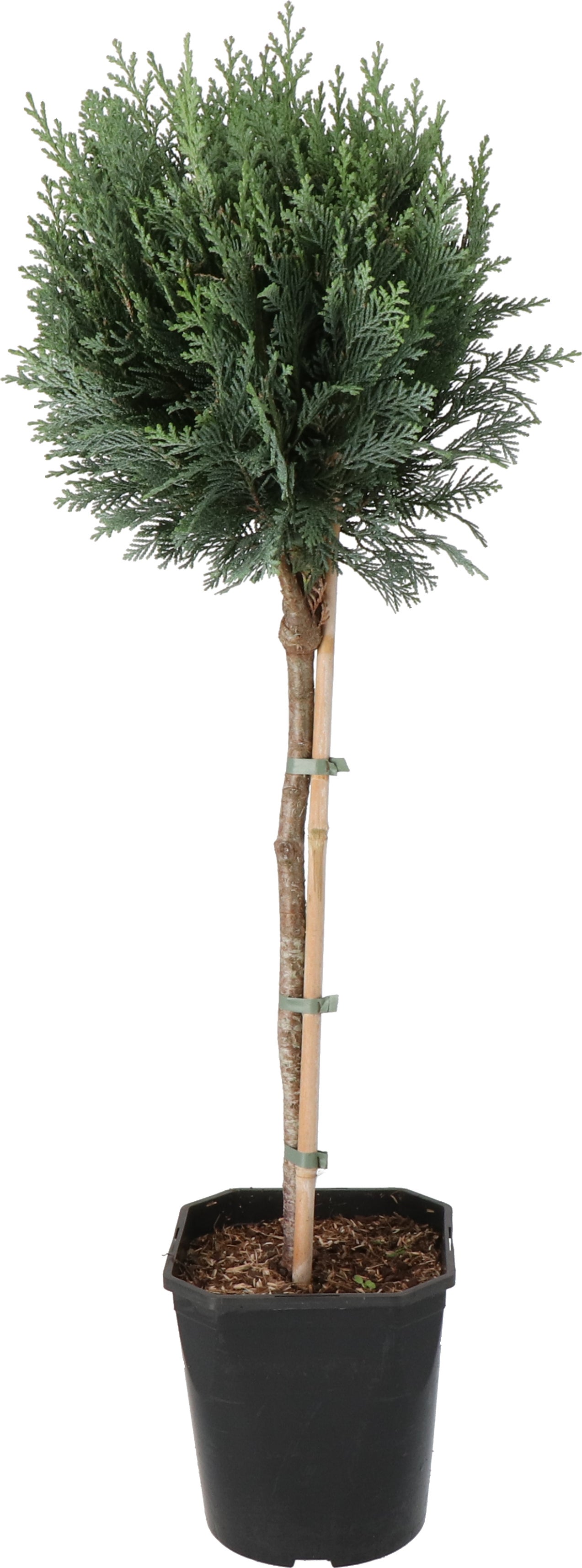 Dwergcypres op stam (Chamaecyparis lawsoniana 'Columnaris') D 21 H 70 cm