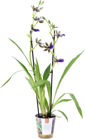 Zygopetalum (Zygopetalum 'Trozy Blue') D 12 H 45 cm
