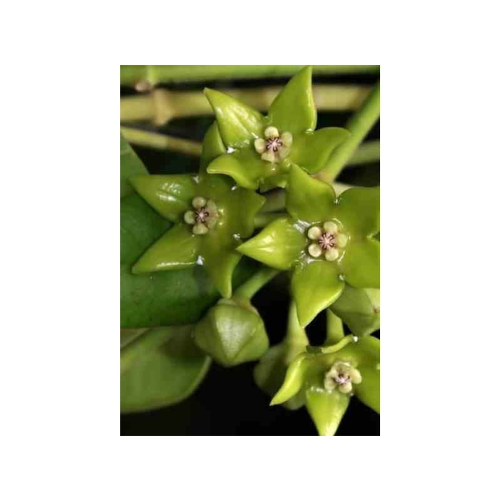 Hoya obtusifolioides (fleur de porcelaine, fleur de cire) vert - taille pot de 2 litres - 20/40 cm