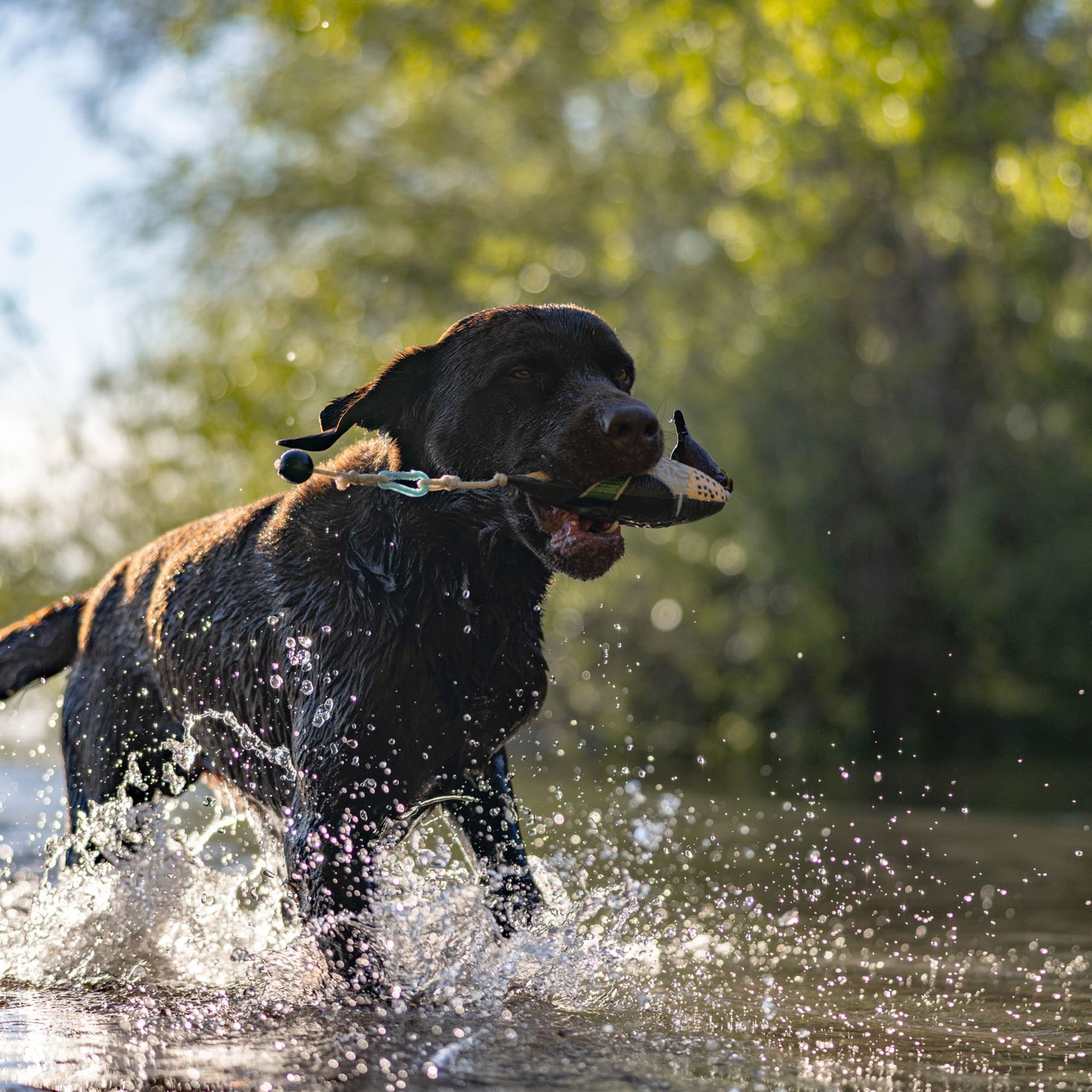 HP&G Training Tool Green Wing Teal<br>Til trening av hund!