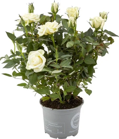 Rosa Forever 12 cm mix Potterose Høyde 32 cm