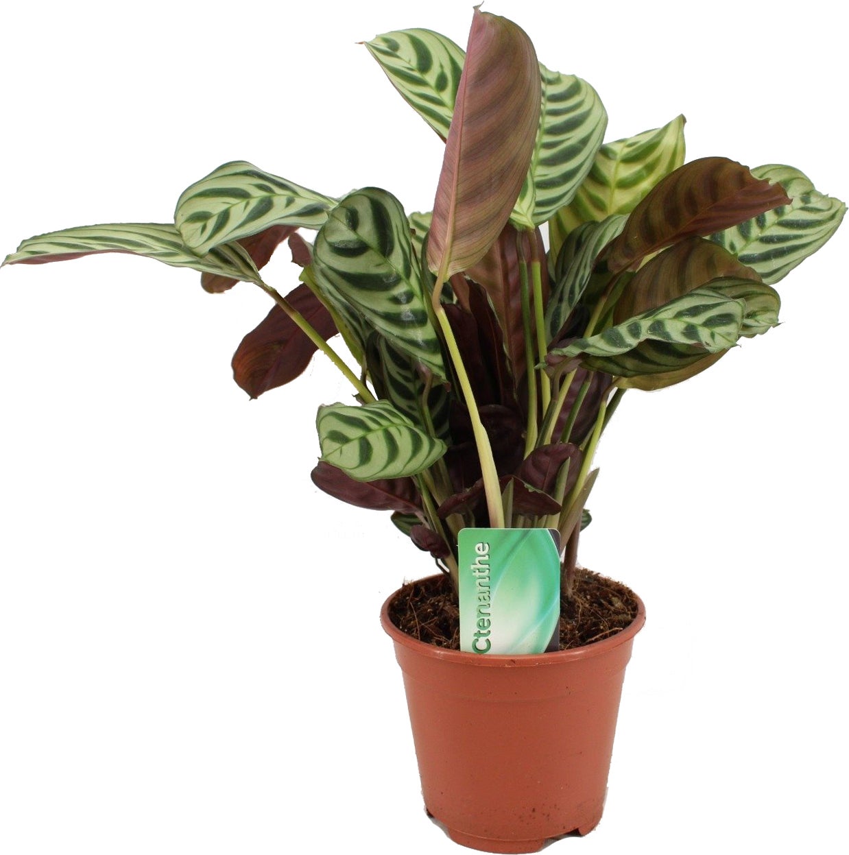 Gebedsplant (Ctenanthe amagris 'Burle Marxie') D 14 H 25 cm