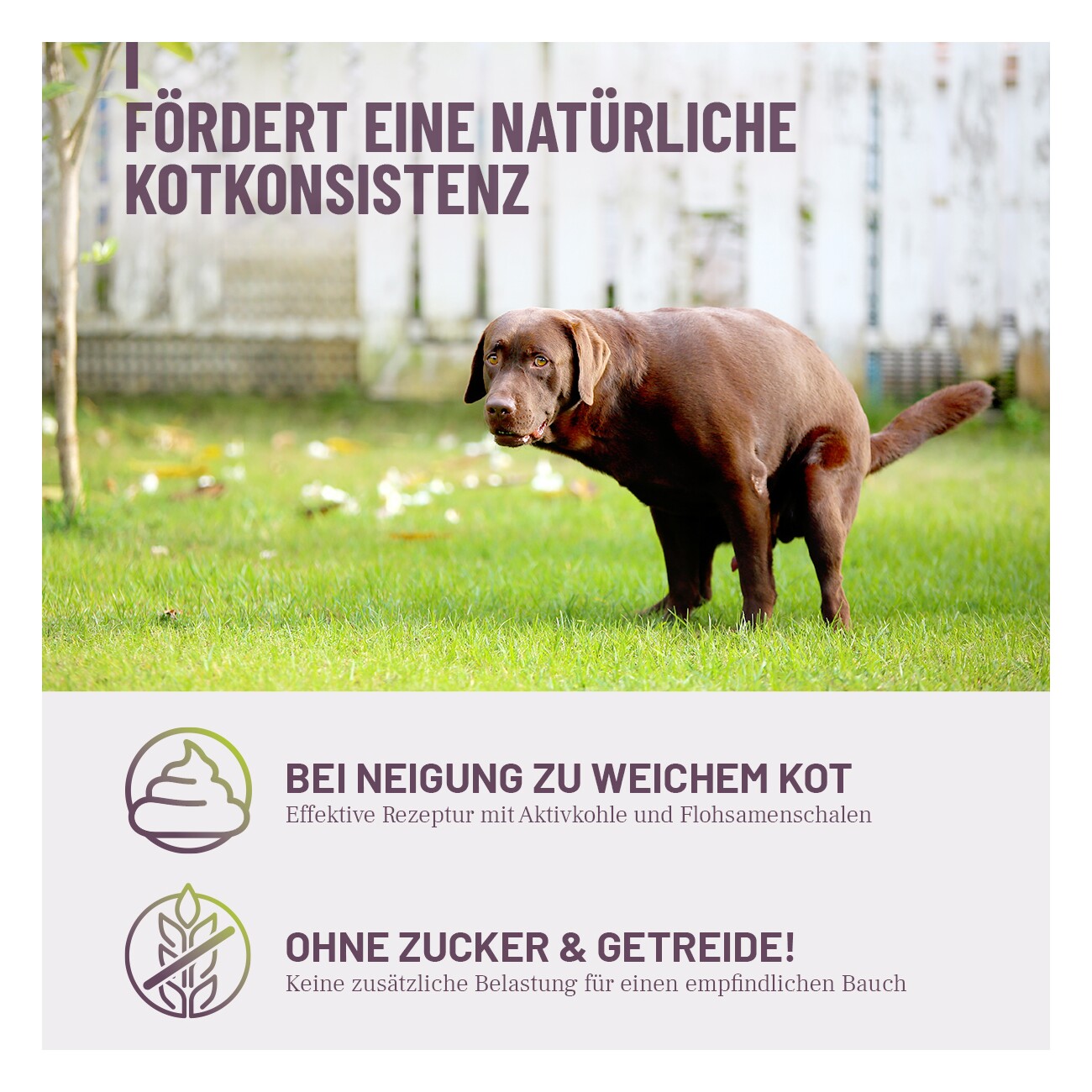 REAVET Feste Häufchen Drops für Hunde 350g