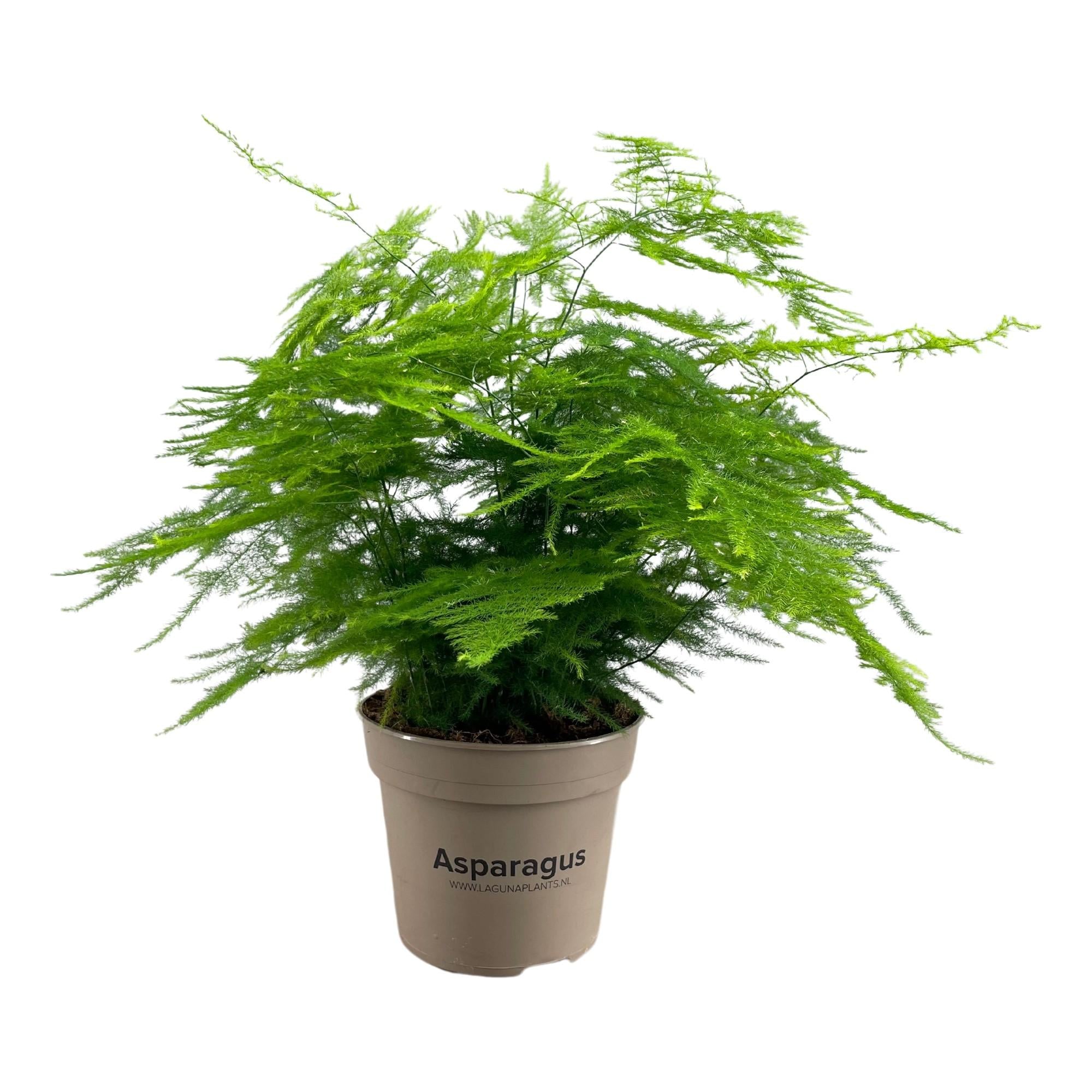 Plante d'intérieur - asparagus 'setaceus' 45.0cm