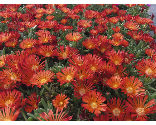 Vaste planten voor de rotstuin MIX FloraSelf H 2-5 cm Ø 9 cm pot 6-pack