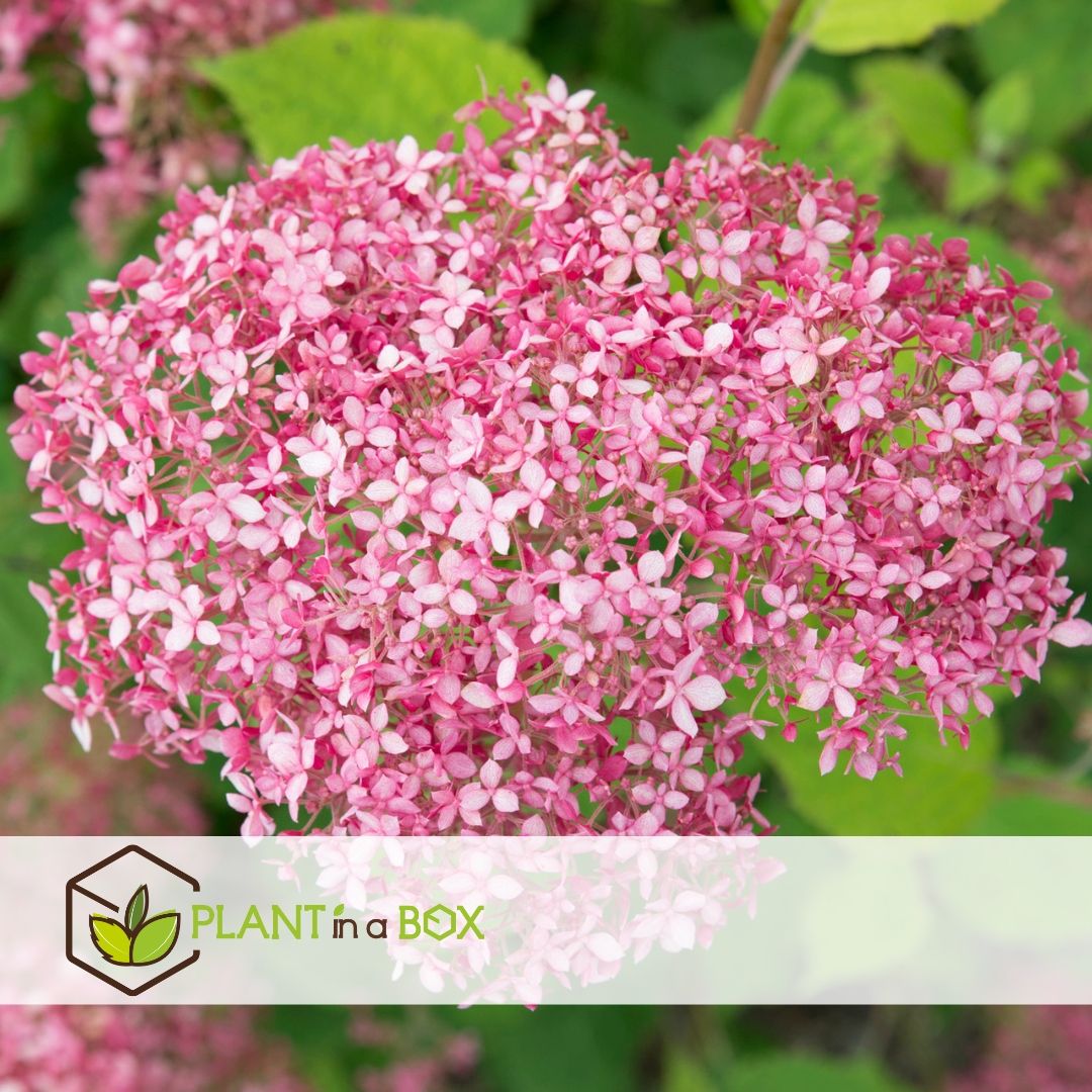 Hydrangea 'pink annabelle' - hortensia - rose - ⌀19 cm - hauteur 40-50 cm