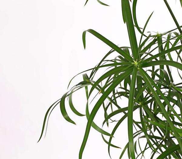 Zypergras - Cyperus glaber