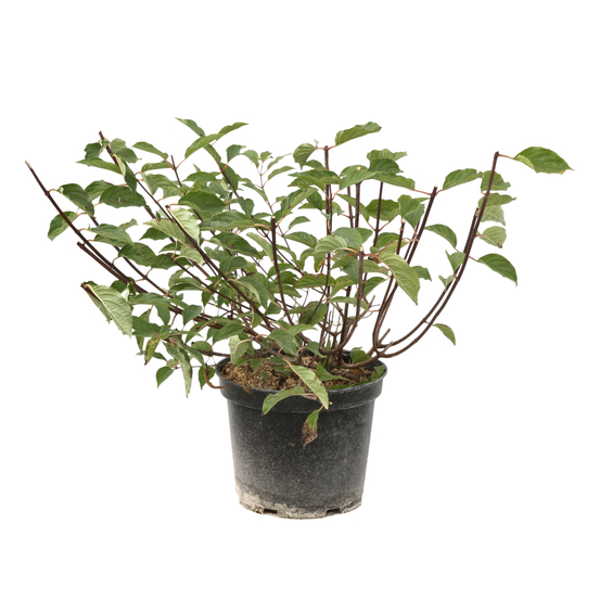 Hydrangea paniculata 'Vanille Fraise®' : Conteneur de 10 Litres Touffe
