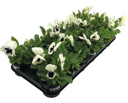 Pansy FloraSelf Viola wittrockiana Ø 9 cm pot willekeurige variëteitselectie