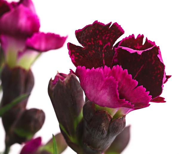 Garten-Nelke 'Pental'