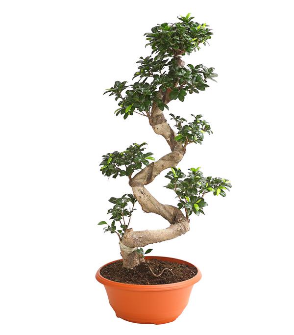 Chinesische Feige - Ficus microcarpa