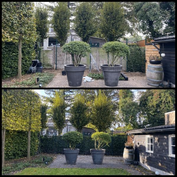 Hedera Hibernica – Efeu Fertighecke – Höhe ca. 180cm – Immergrüne Hecke – dichter Sichtschutz & sofortige Privatsphäre für Garten & Terrasse