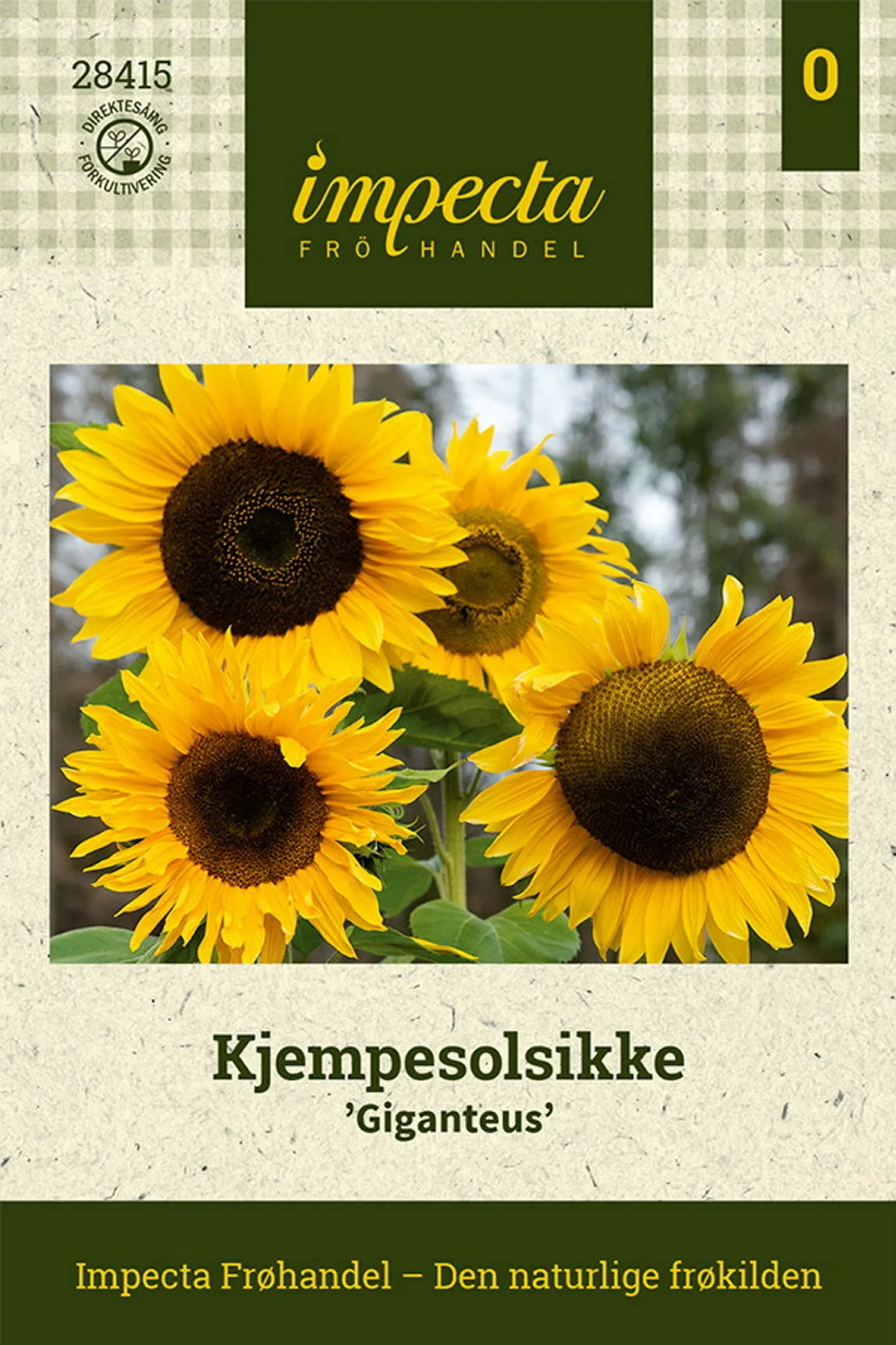 Helianthus annuus 'Giganteus' Kjempesolsikke 'Giganteus'