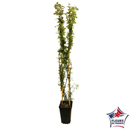 Jasminum nudiflorum ech : ctr de 3 Litres