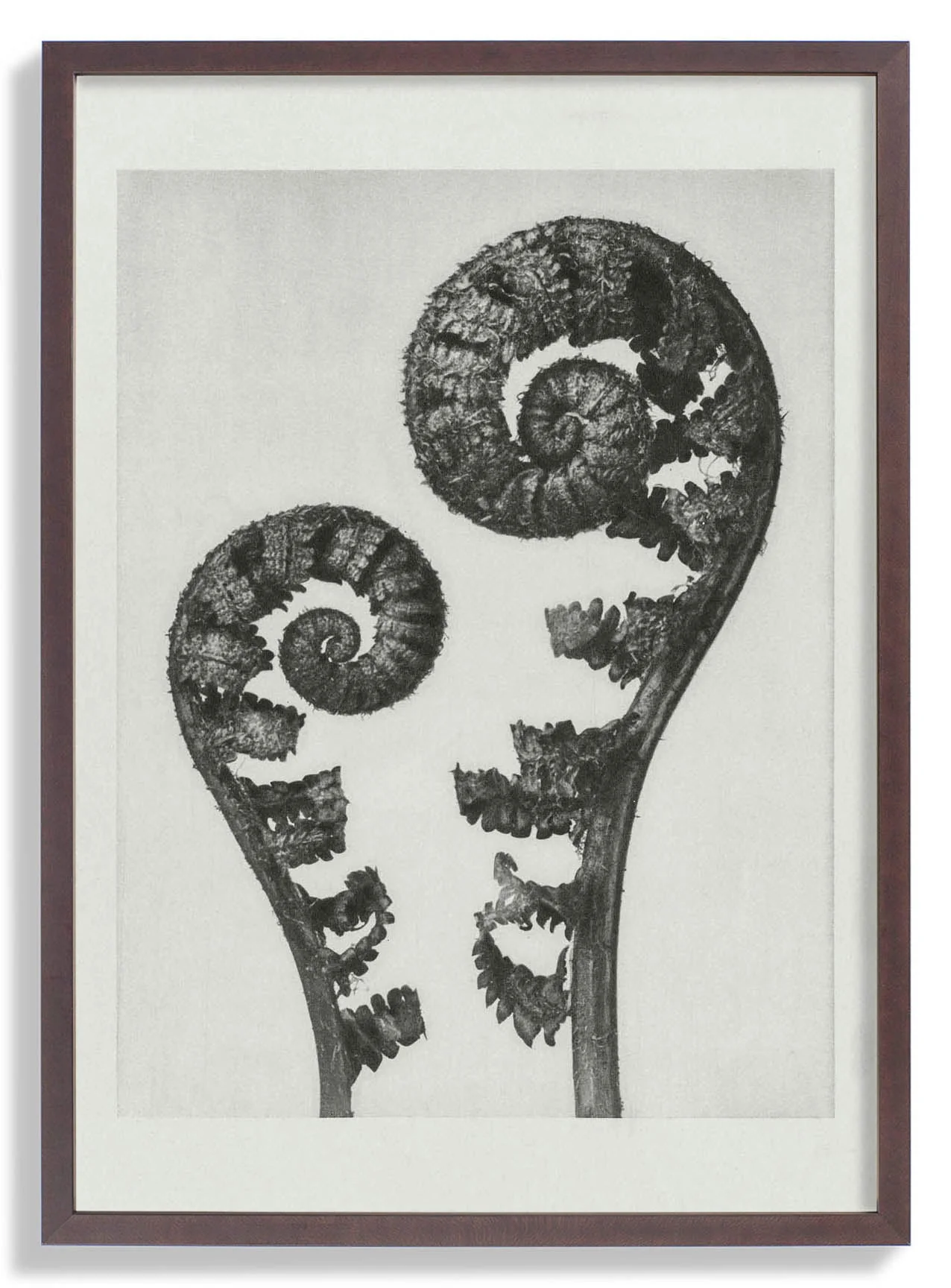 Karl Blossfeldt Photogravüre Nr 109