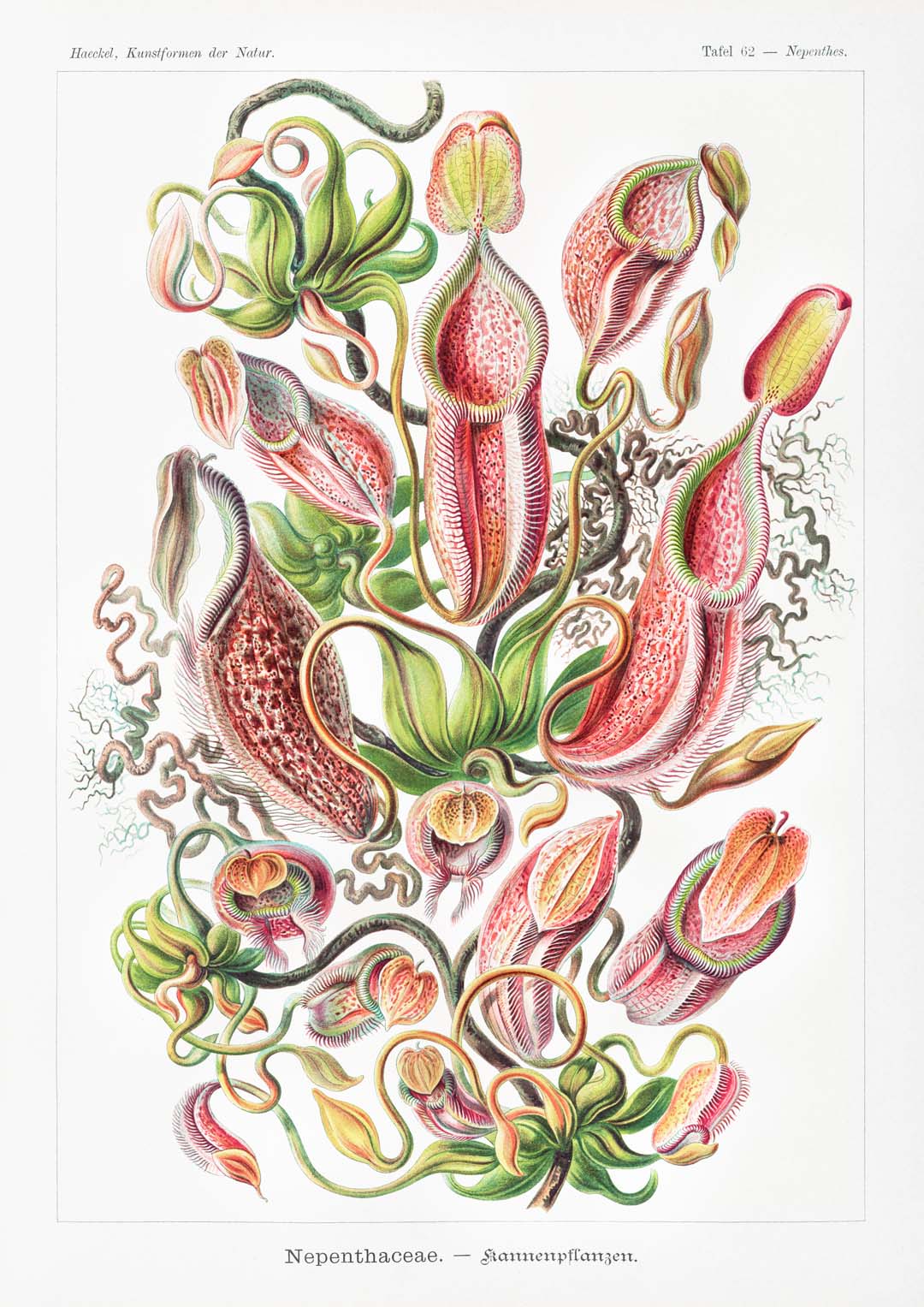 Nepenthaceae von Ernst Haeckel
