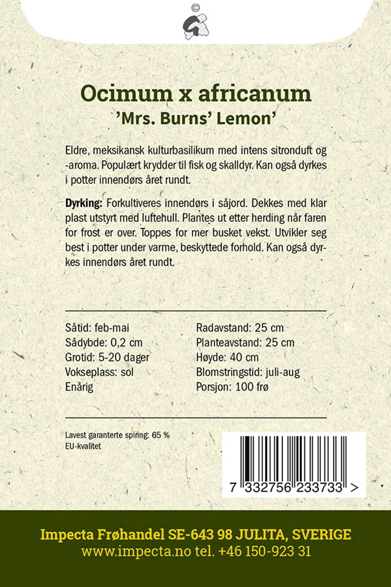 Ocimum x africanum 'Mrs. Burns' Lemon' Sitronbasilikum 'Mrs. Burns' Lemon'