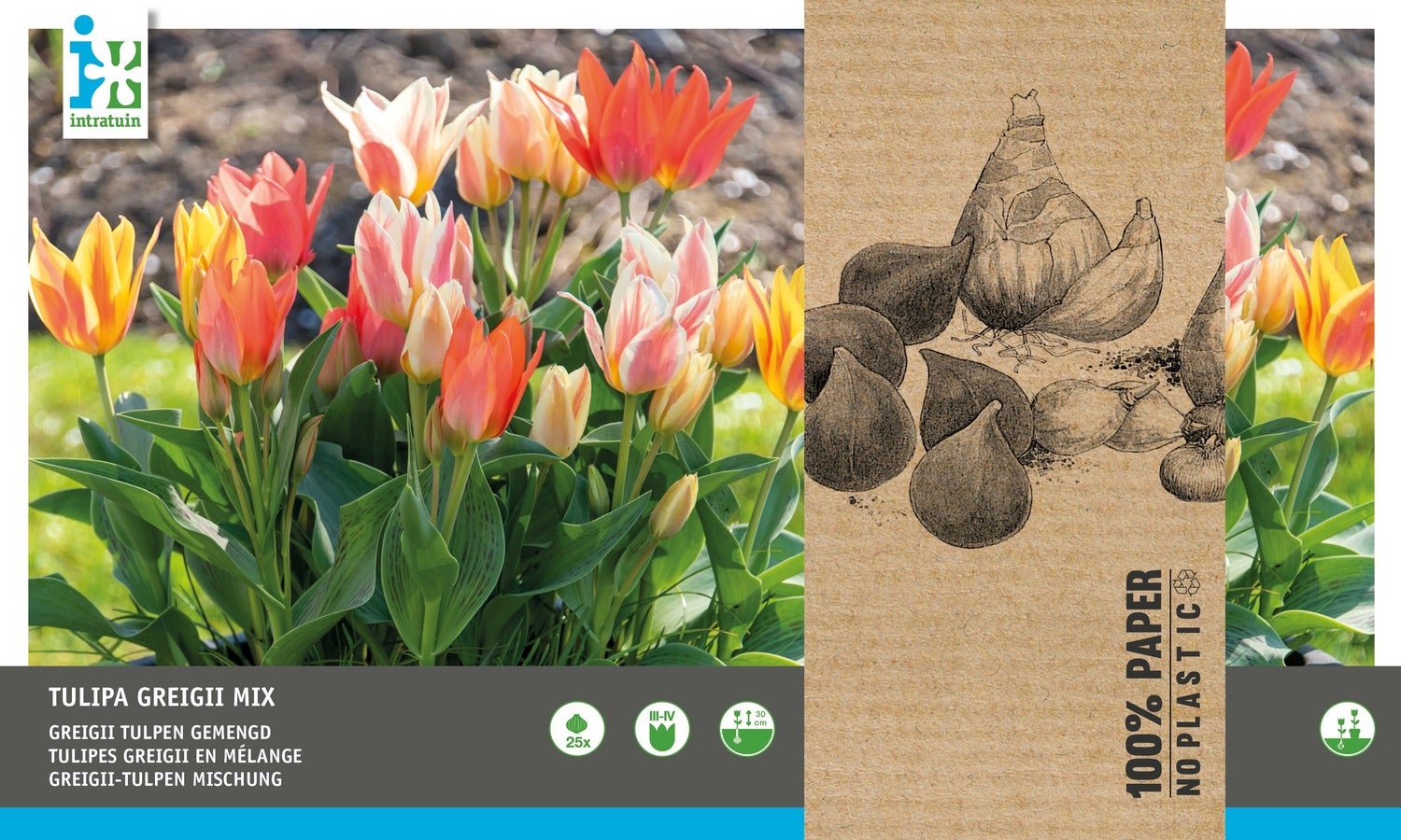 Intratuin bloembollen Tulp (Tulipa 'Greiggi') rood, roze, wit 25 stuks