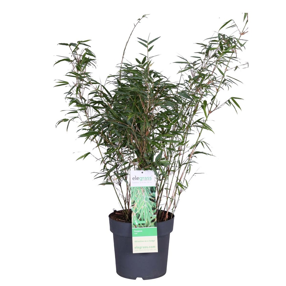 Fargesia rufa - bambou - plante de jardin - rustique – ⌀23 cm - ↕60-70 cm