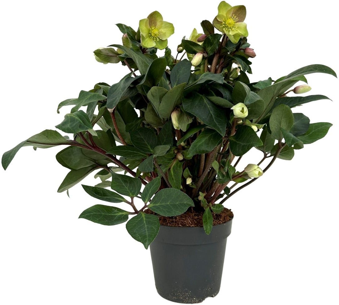 Kerstroos (Helleborus 'Beauty Princess') D 17 H 45 cm