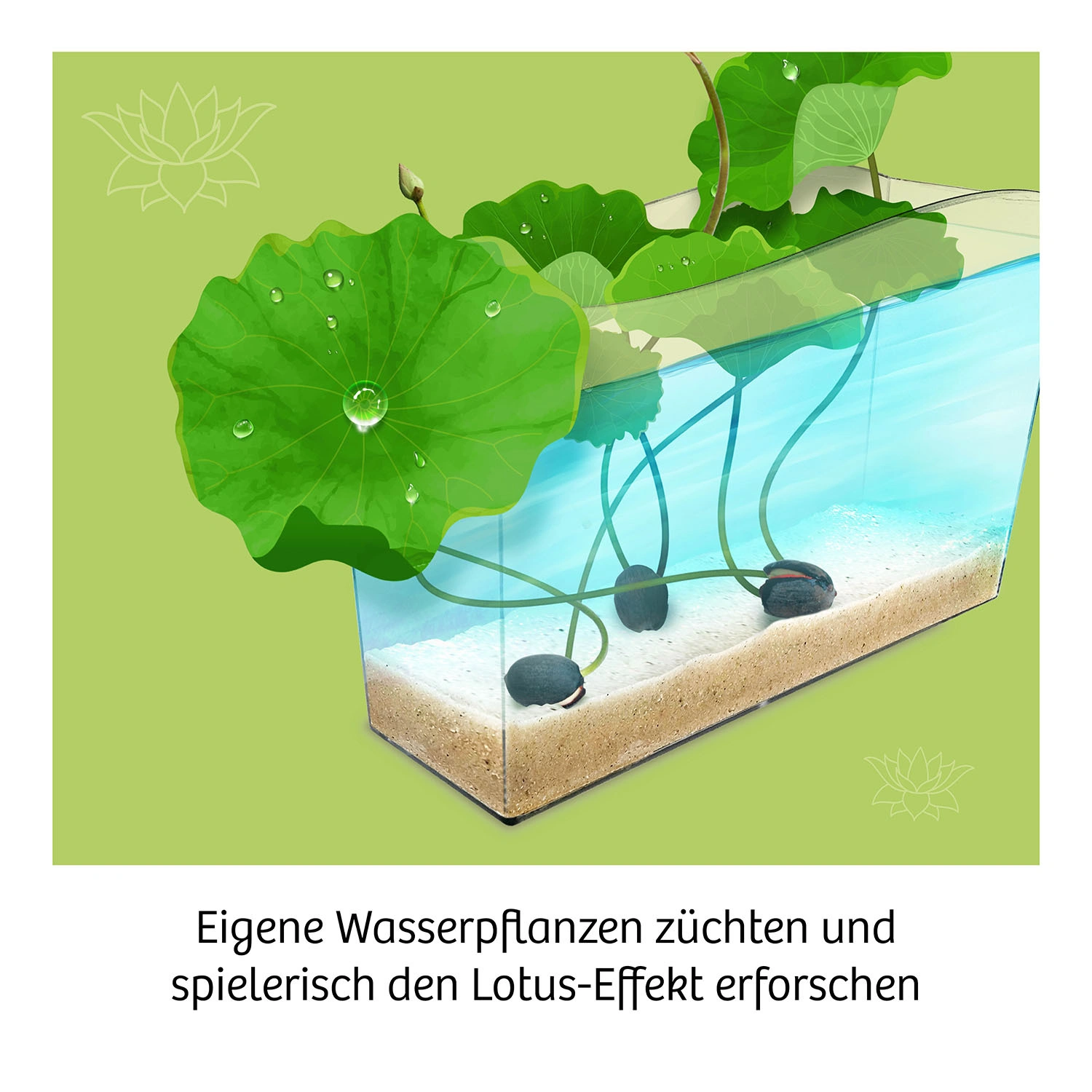 Experimentier-Set LOTUSBLUME