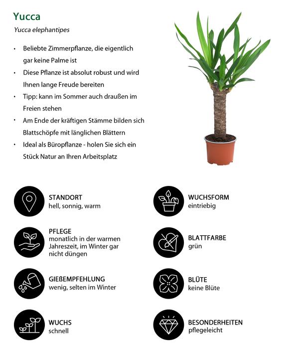 Zimmerpflanzen-Set Tropical, 5-teilig