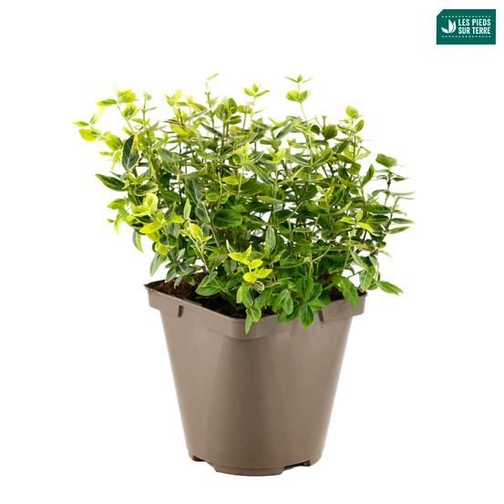 Euonymus fortunei 'Emerald'n gold : pot 3L